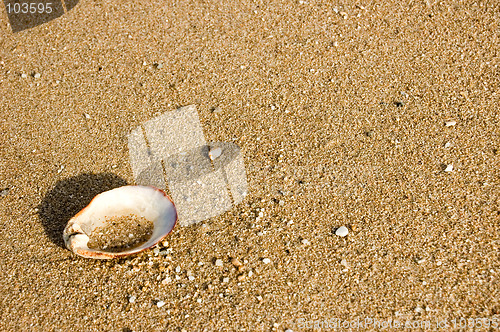 Image of Shell on beach