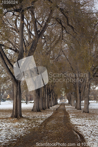 Image of Alleey of old elm trees after snowstorm