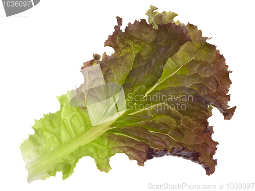 Image of red and green leaf of lettuce