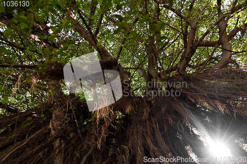 Image of Tropical Vine Tree