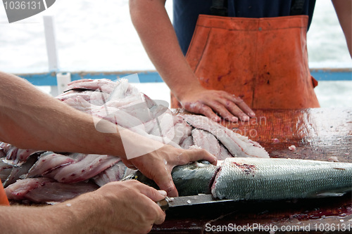 Image of Fishermen Cleaning Blue Fish