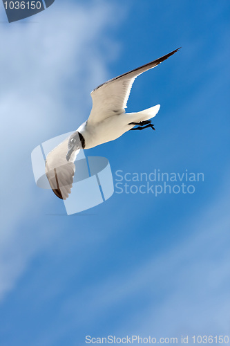 Image of Caribbean Seagull Flying