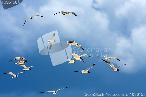 Image of Flock of Seagulls Soaring