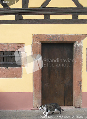 Image of Easy-going cat in front of an ancient door.