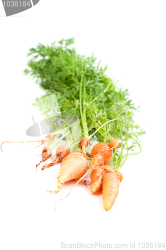 Image of Carrot