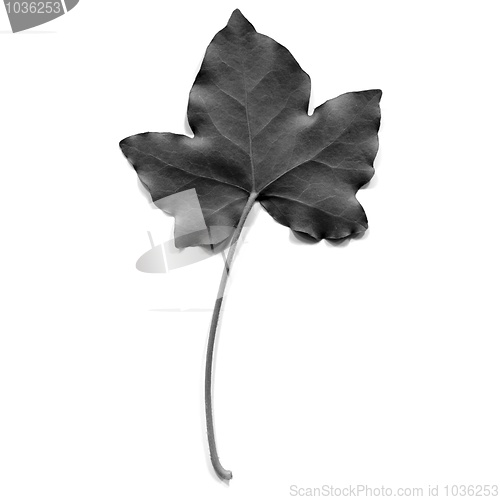 Image of Ivy leaf