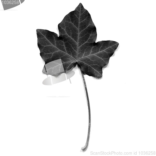 Image of Ivy leaf