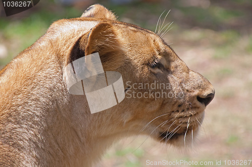 Image of Lion (Panthera leo)