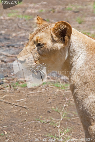 Image of Lion (Panthera leo)