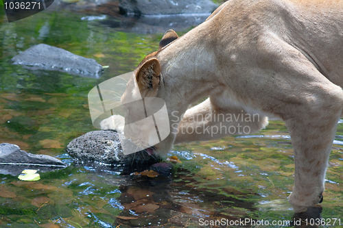 Image of Lion (Panthera leo)