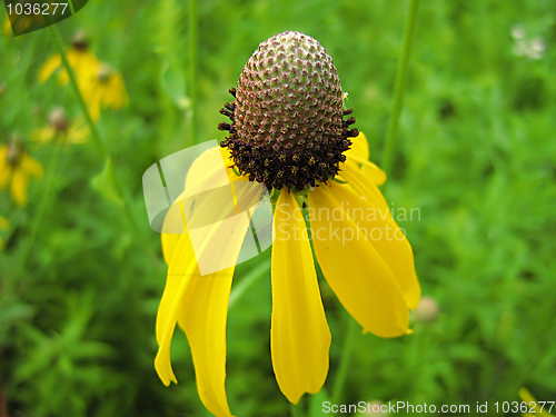 Image of Yellow Flower