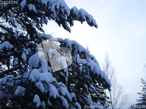 Image of winter