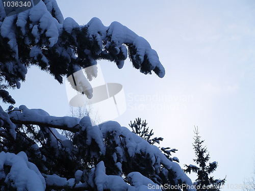 Image of winter