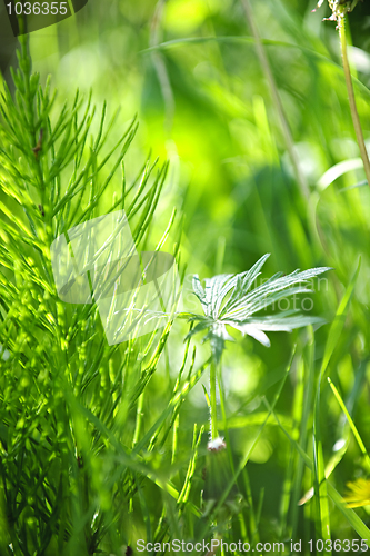 Image of Green grass and plants