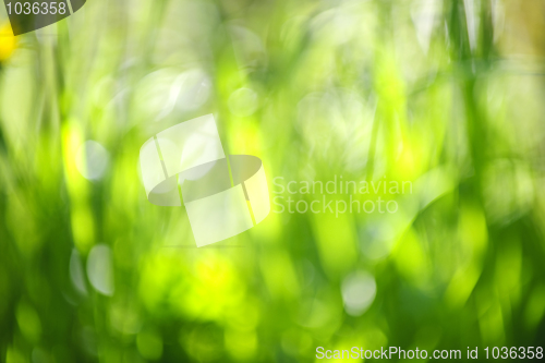 Image of Blurred green background