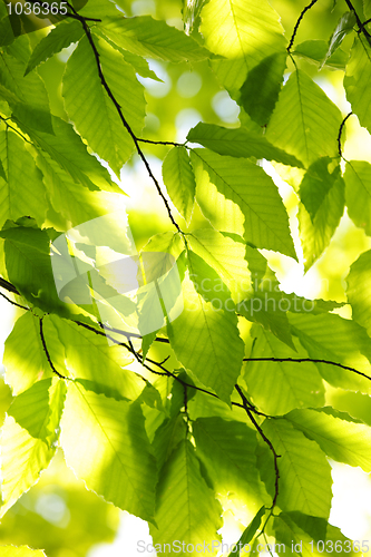 Image of Green spring leaves