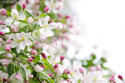 Image of Apple blossoms background