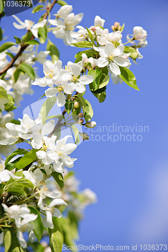 Image of Blooming apple tree branches
