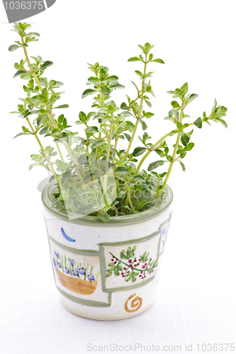 Image of Fresh thyme on white background