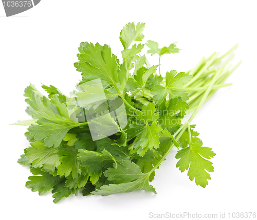 Image of Fresh parsley on white background