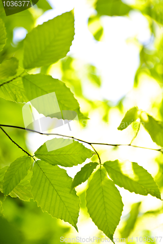 Image of Green spring leaves