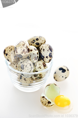 Image of Quail eggs