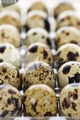 Image of Quail eggs