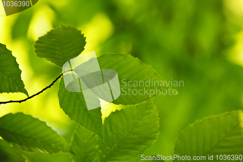 Image of Green spring leaves