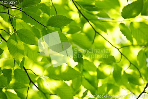 Image of Green spring leaves