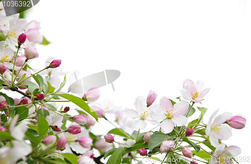 Image of Apple blossoms background