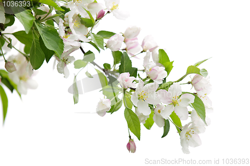 Image of Blooming apple tree branch