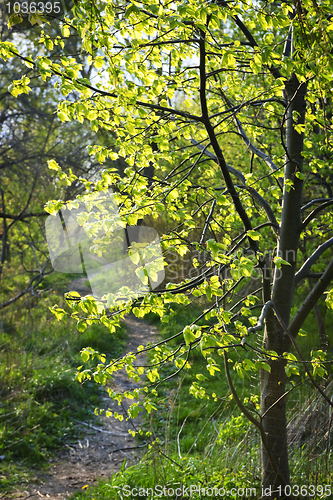 Image of Forest path with backlit linden tree
