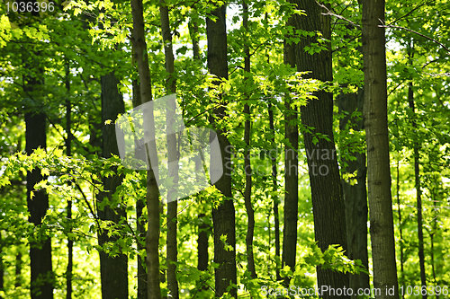 Image of Green spring forest