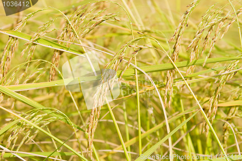 Image of Ripe Jasmine Rice in Thailand