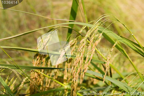Image of Nearly ripe Jasmine Rice in Thailand