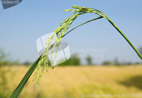 Image of Green rice plant, not ripe