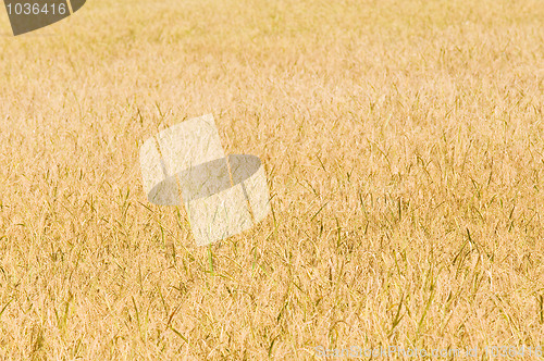 Image of Ripe rice field in Thailand