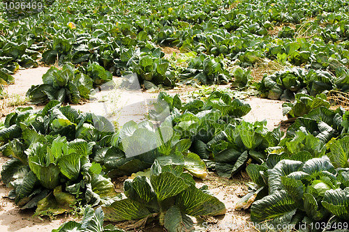 Image of Cabbage field