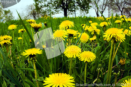 Image of Dandelions