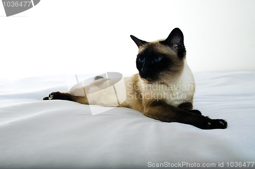 Image of Siamese cat