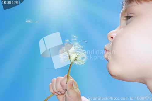 Image of dandelion wishing blowing seeds