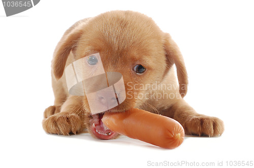 Image of puppy eating a sausage