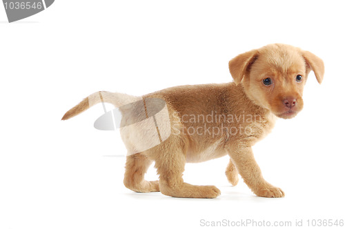 Image of curious brown puppy