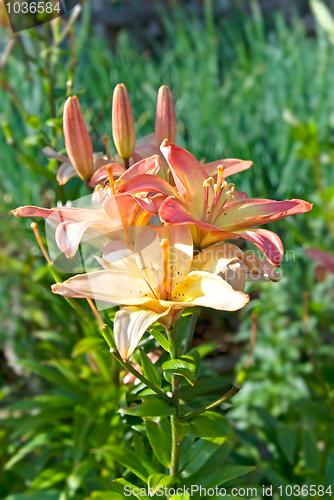 Image of lily