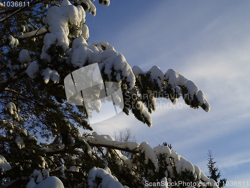 Image of winter