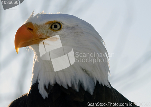 Image of Bald eagle