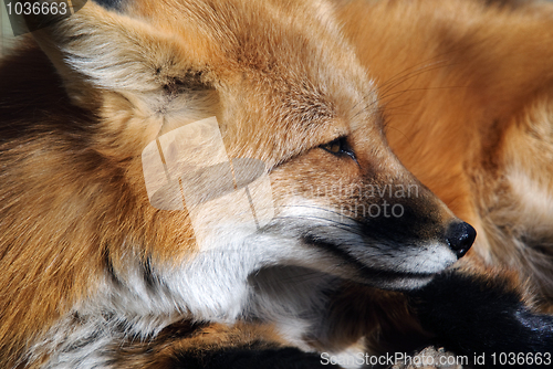 Image of Red Fox Portrait