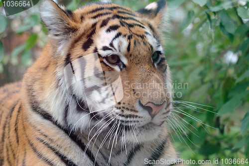 Image of Siberian Tiger