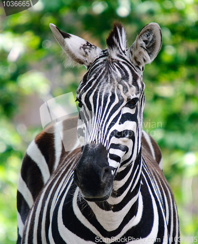 Image of Zebra