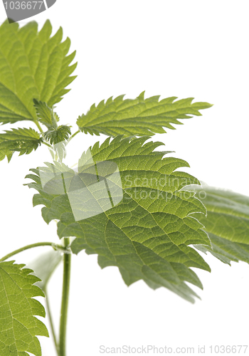 Image of Stinging nettle